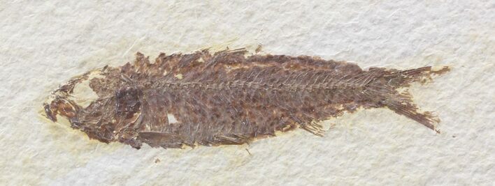 Bargain Knightia Fossil Fish - Wyoming #39660